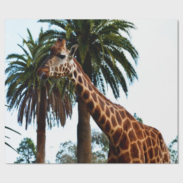 Funny Giraffe Ge A Raspberry Presentpapper (Platt)