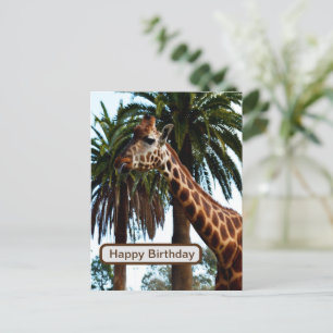 Funny Giraffe Ge A Raspberry Vykort