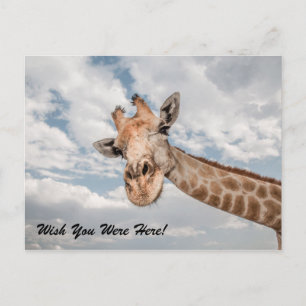 Funny Giraffe Postcard Vykort
