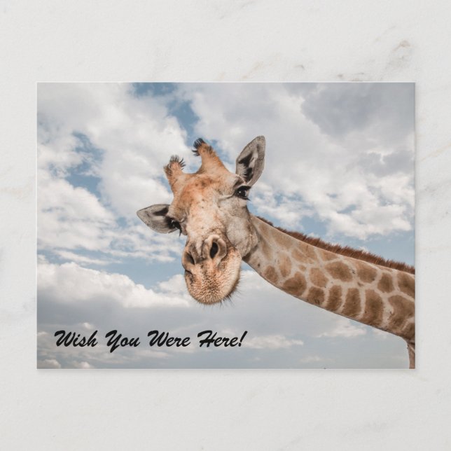 Funny Giraffe Postcard Vykort (Framsida)