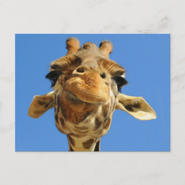 Funny Giraffe Postcard Vykort (Framsida)