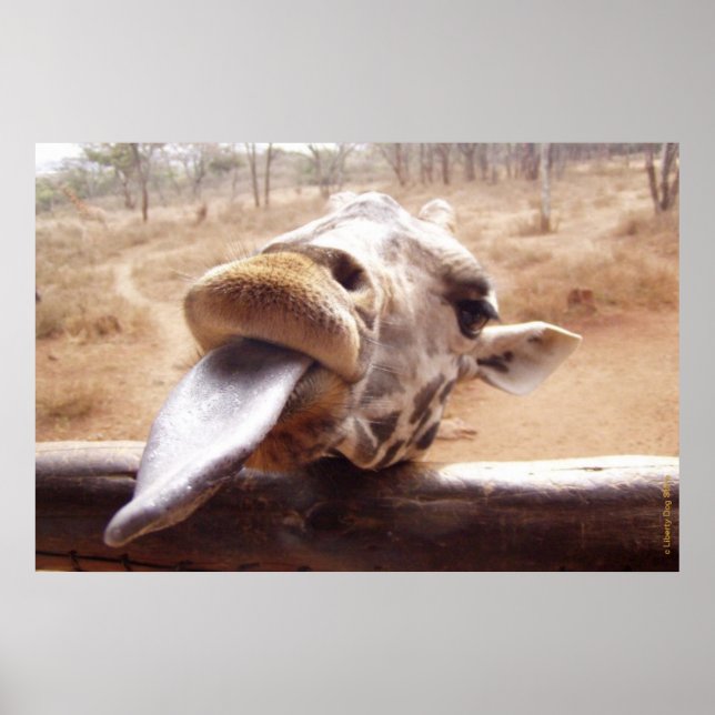 FUNNY GIRAFFE POSTER - UTGÅNG FRÅN AFRIKA - SKRIVN (Framsidan)