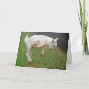 Funny Goat Baby White Goat Jumping in Pasture Kort