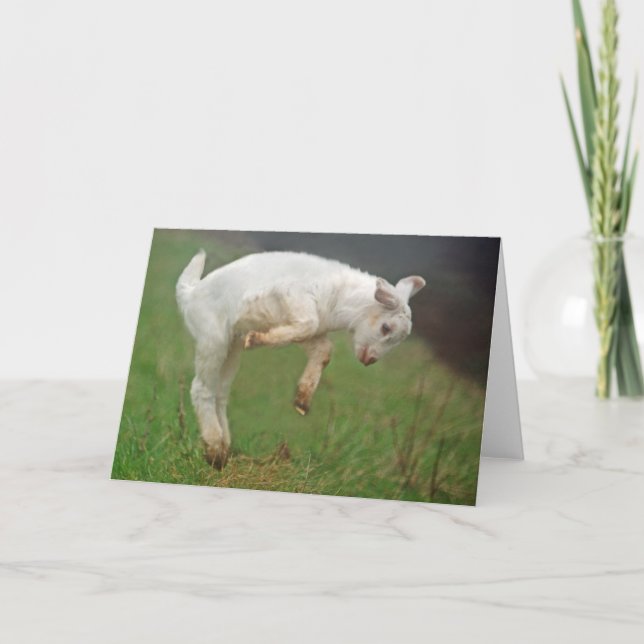 Funny Goat Baby White Goat Jumping in Pasture Kort (Framsida)