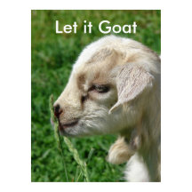 Funny Goat Parody, Cute Goat Kid