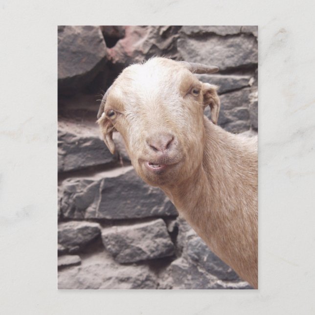 Funny Goat Vykort (Framsida)