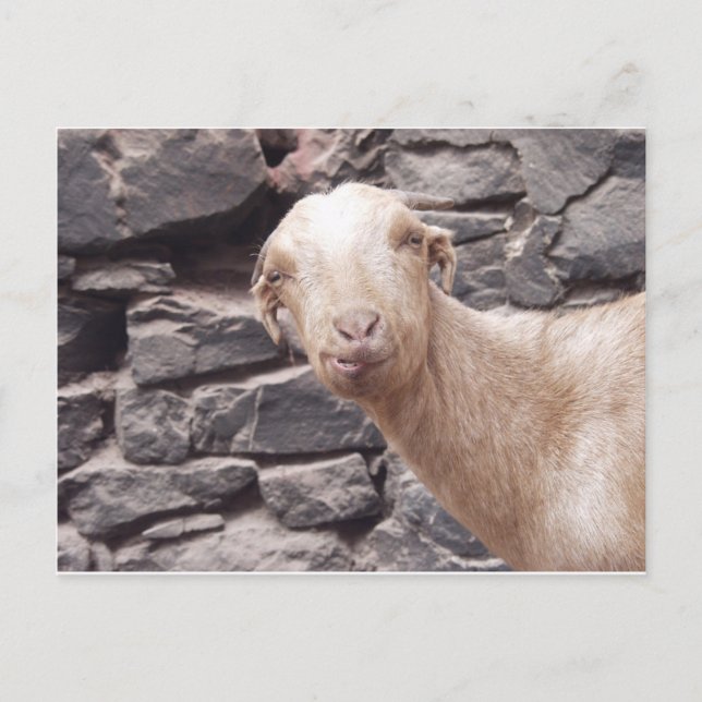 Funny Goat Vykort (Framsida)