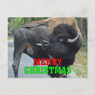 Funny God jul Bull Bison Slickar Testicles Helg Vykort