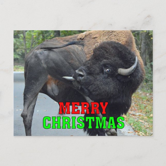 Funny God jul Bull Bison Slickar Testicles Helg Vykort (Framsida)