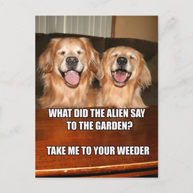 Funny Golden Retriever Alien Joke Meme Vykort (Framsida)
