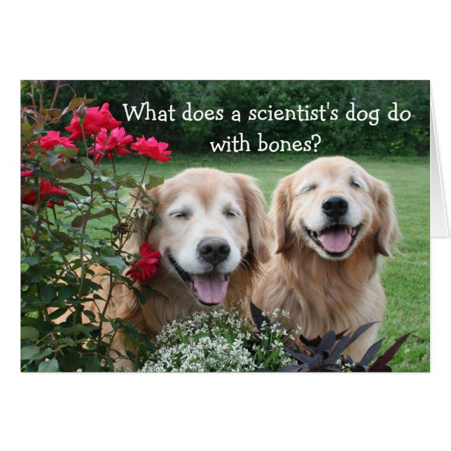 Funny Golden Retriever Barium Scientist Joke Hälsningskort (Framsidan Horizontal)