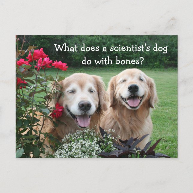 Funny Golden Retriever Barium Scientist Joke Vykort (Framsida)