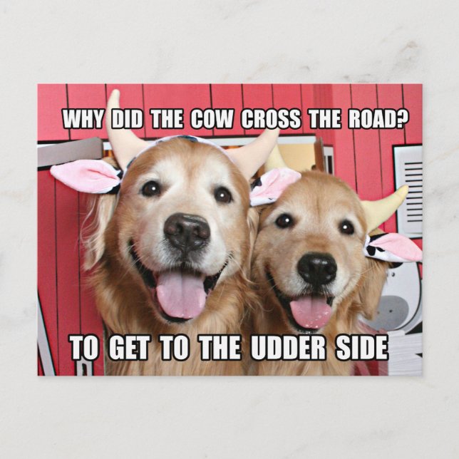 Funny Golden Retriever Cow Joke Vykort (Framsida)