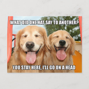 Funny Golden Retriever Hat Joke Meme Vykort