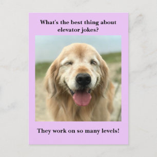 Funny Golden Retriever Hund Elevator Joke Vykort