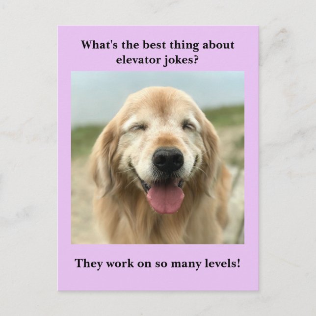 Funny Golden Retriever Hund Elevator Joke Vykort (Framsida)