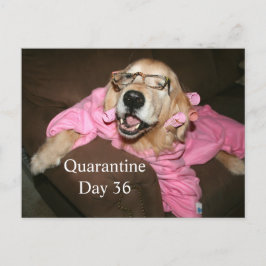 Funny Golden Retriever i Robe Quarantine Joke Vykort