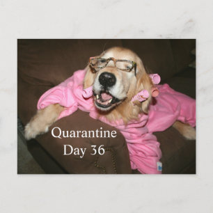 Funny Golden Retriever i Robe Quarantine Joke Vykort