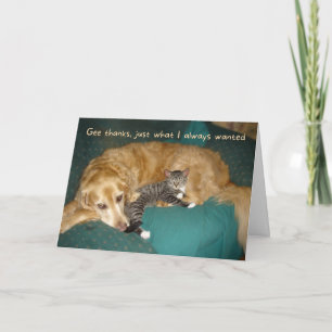 Funny Golden Retriever med Kitten Birthday Kort