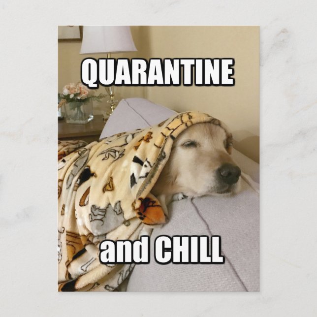 Funny Golden Retriever Quarantine och Chill Joke Vykort (Framsida)