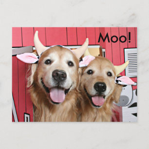 Funny Golden Retrievers in Cow Costumes Halloween Vykort