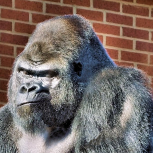 FUNNY GORILLA KAKELPLATTA