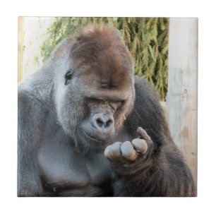 FUNNY GORILLA KAKELPLATTA