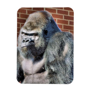 FUNNY GORILLA MAGNET