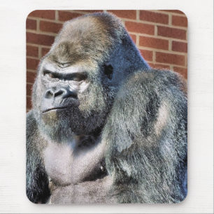 FUNNY GORILLA MUSMATTA