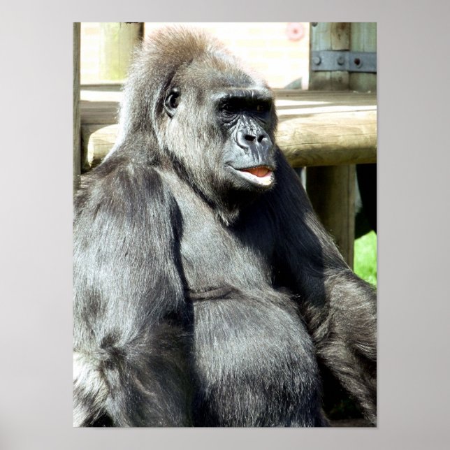 FUNNY GORILLA POSTER (Framsidan)