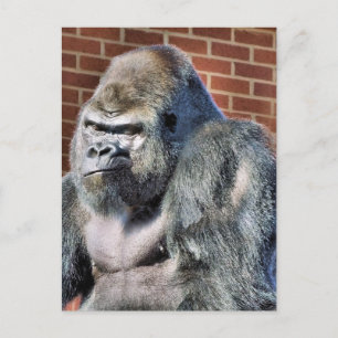 FUNNY GORILLA VYKORT