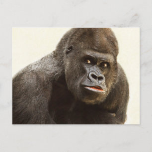 Funny Gorilla-vykort Vykort