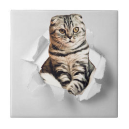Funny Grått Cat Popping thru Torn Papper Illusion Kakelplatta