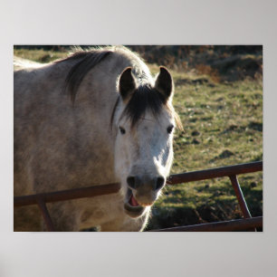 Funny Grått Mare Poster