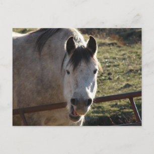 Funny Grått Mare Vykort