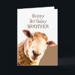 Funny Grattis på födelsedagen Ewe är BÄST BROTHER  Kort<br><div class="desc">Det fina fåret Grattis på födelsedagen BROTHER Ewe är BÄSTA BROTHER EVER Humous Card</div>