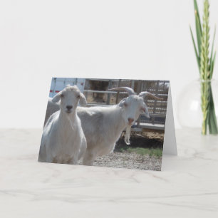 Funny Grattis på födelsedagen Goats Kort