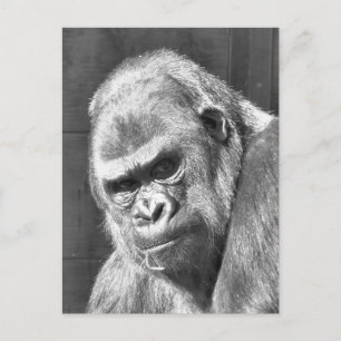 FUNNY GRUMPY GORILLA VYKORT
