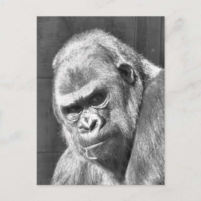 FUNNY GRUMPY GORILLA VYKORT (Framsida)