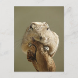 Funny Gundi Vykort