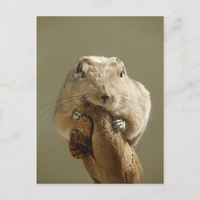 Funny Gundi Vykort (Framsida)