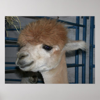Funny Hairdo på Llama Poster