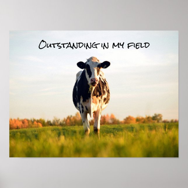 Funny Heifer Outstand i min Fält Poster (Framsidan)