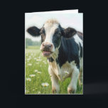 Funny Holstein Cow for Birthday Kort<br><div class="desc">En svart och vit Holstein-ko står i en lush,  grönt fält,  prickad med vita daisy,  tuggar på en daisy blomstam</div>