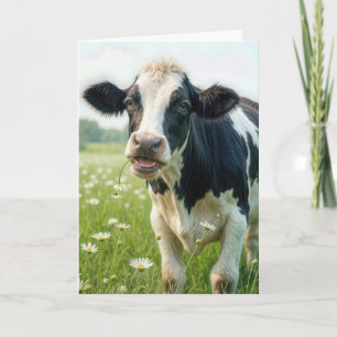 Funny Holstein Cow for Birthday Kort
