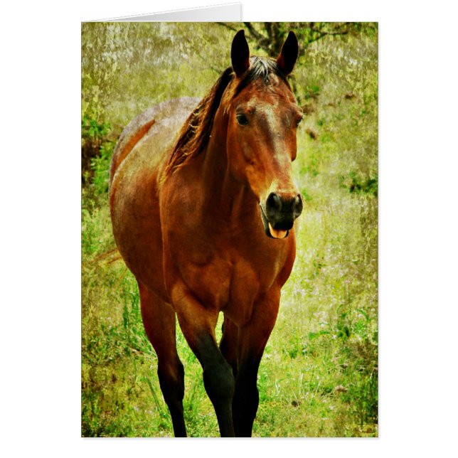 Funny Horse Hälsningskort (Framsidan)