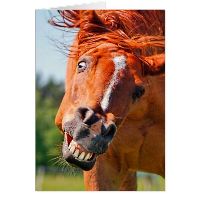 Funny Horse Laughing Photograph Hälsningskort (Framsidan)
