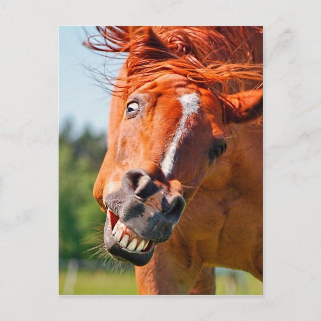 Funny Horse Laughing Photograph Vykort (Framsida)