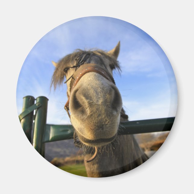 Funny Horse Magnet (Framsidan)