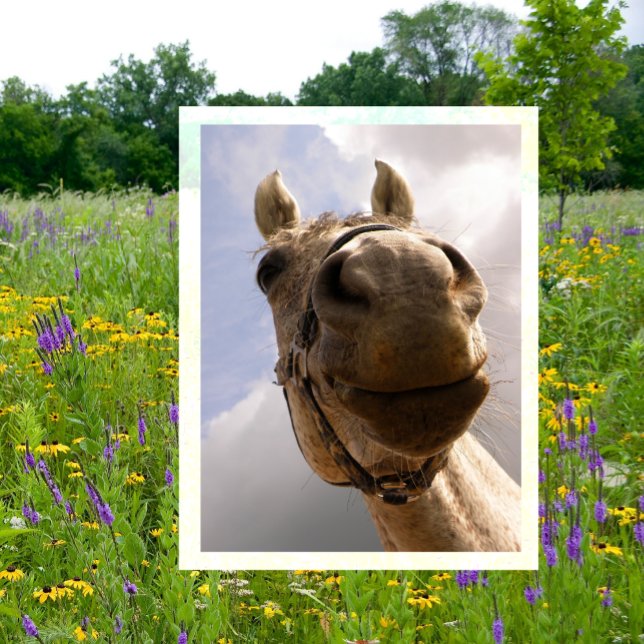 Funny Horse Nose Closeup, Horse Hej Vykort (Skapare uppladdad)